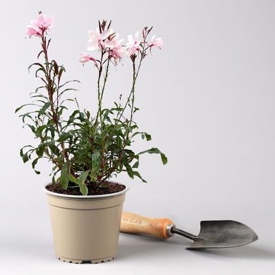 Prachtkerze, pink, Topf-Ø 13 cm, 6 Pflanzen Prachtkerze, pink, Topf-Ø 13 cm, 6 Pflanzen