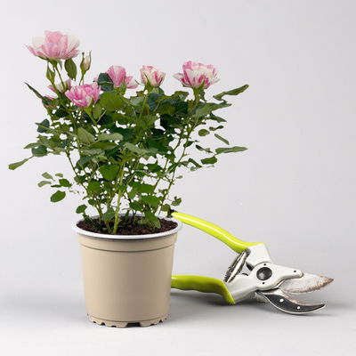 Rose 'Pia', rosa-weiß, Topf-Ø 10,5 cm, Höhe ca. 30 cm, 3 Pflanzen