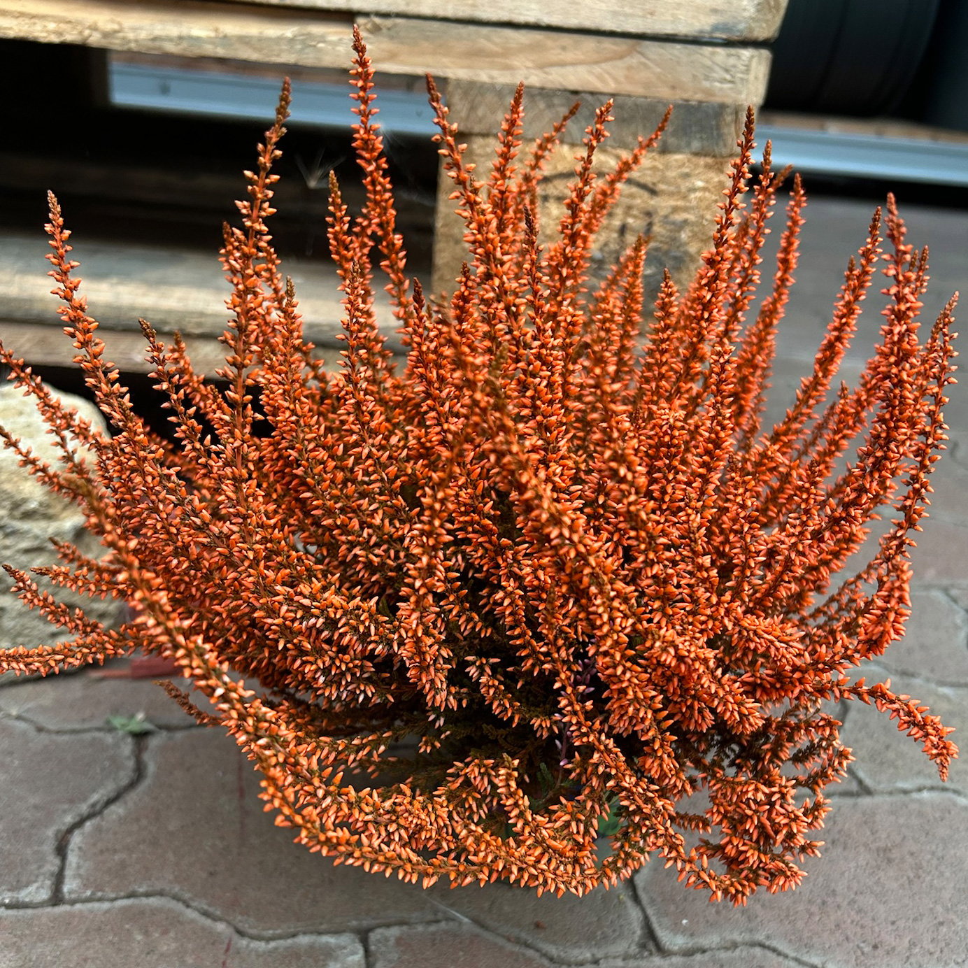 Knospenheide 'Picasso' gefärbt, Farben zufällig, Topf-Ø 12 cm, 6 Pflanzen Knospenheide 'Picasso' gefärbt, Farben zufällig, Topf-Ø 12 cm, 6 Pflanzen