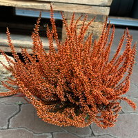 Knospenheide 'Picasso' gefärbt, Farben zufällig, Topf-Ø 12 cm, 6 Pflanzen Knospenheide 'Picasso' gefärbt, Farben zufällig, Topf-Ø 12 cm, 6 Pflanzen