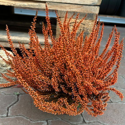 Knospenheide 'Picasso' gefärbt, Farben zufällig, Topf-Ø 12 cm, 6 Pflanzen Knospenheide 'Picasso' gefärbt, Farben zufällig, Topf-Ø 12 cm, 6 Pflanzen