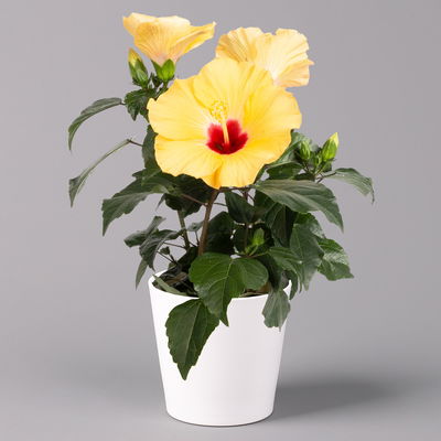 Hibiskus, gelb, mit Keramiktopf Dallas weiß, Topf-Ø 13 cm, 2 Pflanzen