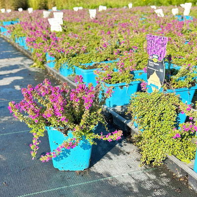 Bio Polsterthymian 'Purple Beauty', purpurrot, Topf 9x9 cm, 3 Pflanzen