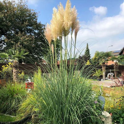 Bio Pampasgras 'Pumila', Topf 5 Liter