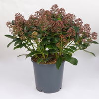 Blütenskimmie ‘Rubella’, Skimmia japonica, rot, Topf-Ø 19 cm