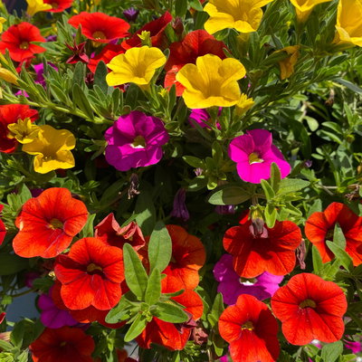 Zauberglöckchen 'Candy House', orange-gelb-pink, Topf-Ø 12 cm, 6 Pflanzen