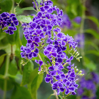 Himmelsblüte, Pyramide, Topf-Ø 17 cm, Höhe ca. 75 cm, 2 Pflanzen