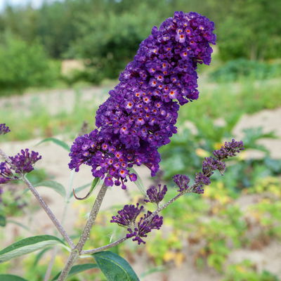 Sommerflieder, Buddleja davidii 'Black Knight', dunkelviolett, Topf 5 lt. Sommerflieder, Buddleja davidii 'Black Knight', dunkelviolett, Topf 5 lt.