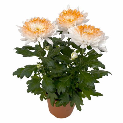 Chrysantheme 'Zembla Make-Upz® Heart Mix, Farben zufällig, Topf-Ø 13 cm, 3er-Set Chrysantheme 'Zembla Make-Upz® Heart Mix, Farben zufällig, Topf-Ø 13 cm, 3er-Set