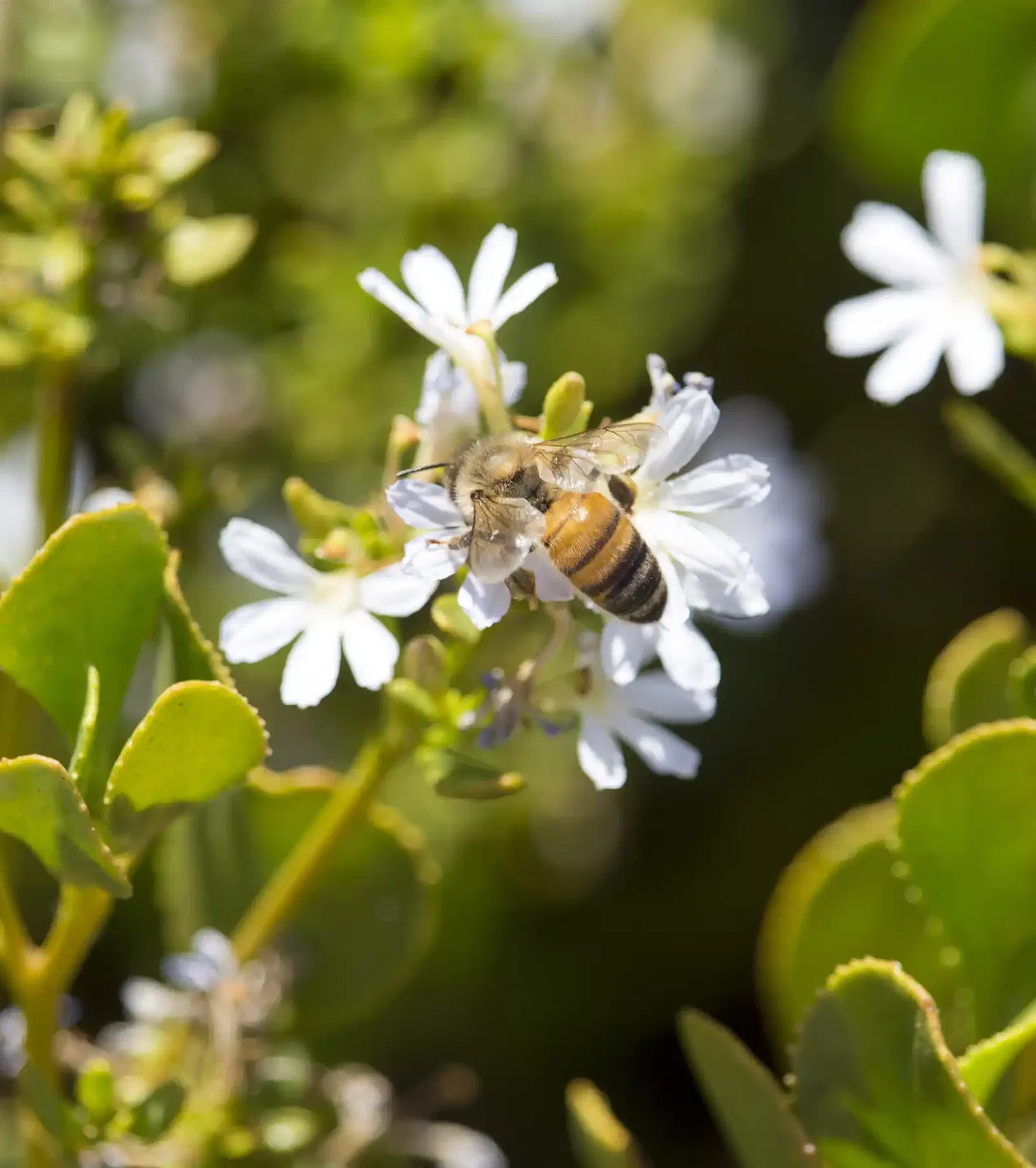 Biene auf Fächerblume