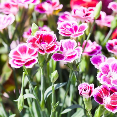 Prinzess-Nelke 'Pink Kisses®' pink-rosa, Topf-Ø 14 cm, 4 Pflanzen Prinzess-Nelke 'Pink Kisses®' pink-rosa, Topf-Ø 14 cm, 4 Pflanzen