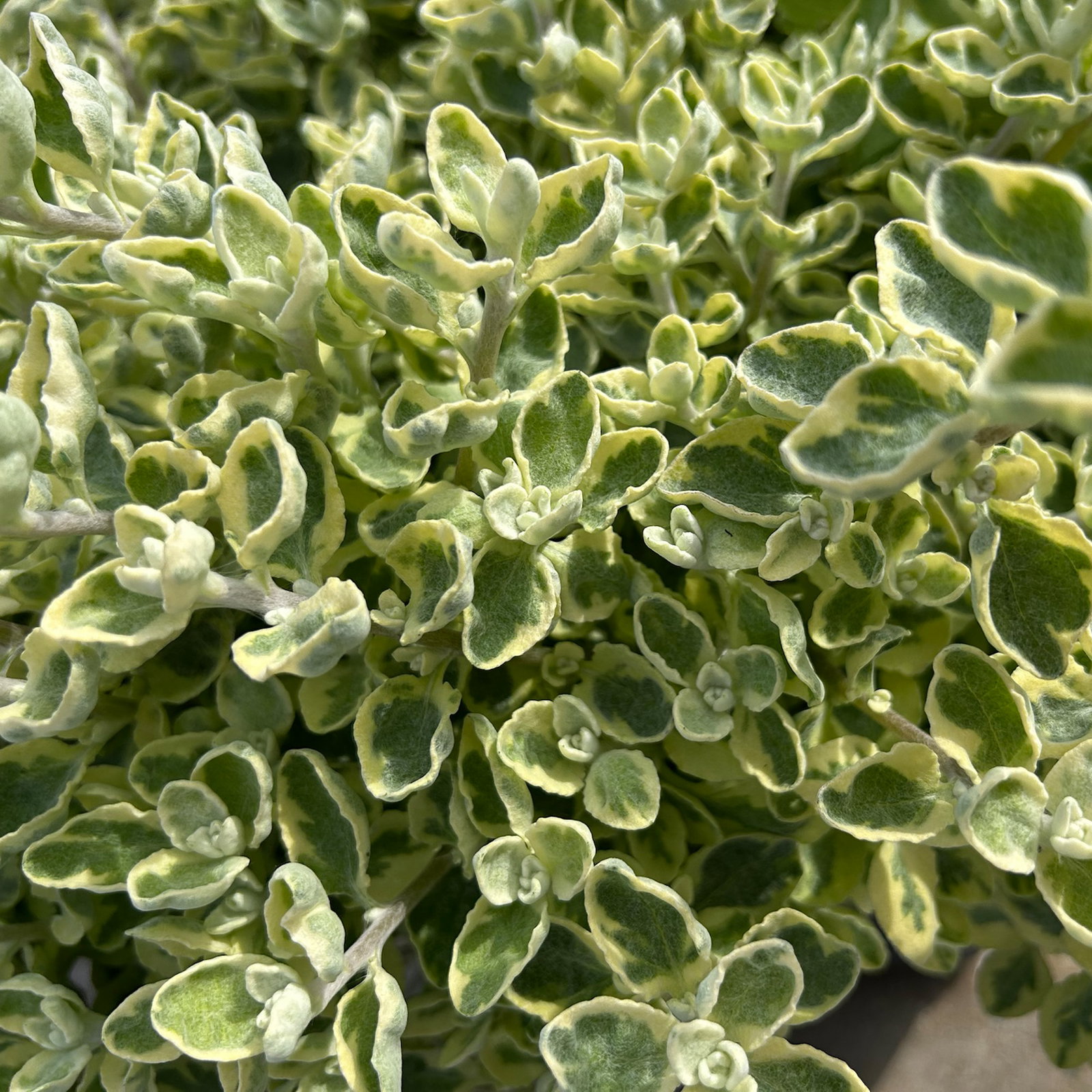 Helichrysum 'variegata', weiß-grün, Topf- Ø 12 cm, 6 Pflanzen