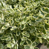 Helichrysum 'variegata', weiß-grün, Topf- Ø 12 cm, 6 Pflanzen