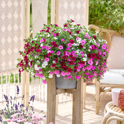 Zauberglöckchen 'Pink Paradise', rosa-pink-weiß, Ampeltopf-Ø 27 cm