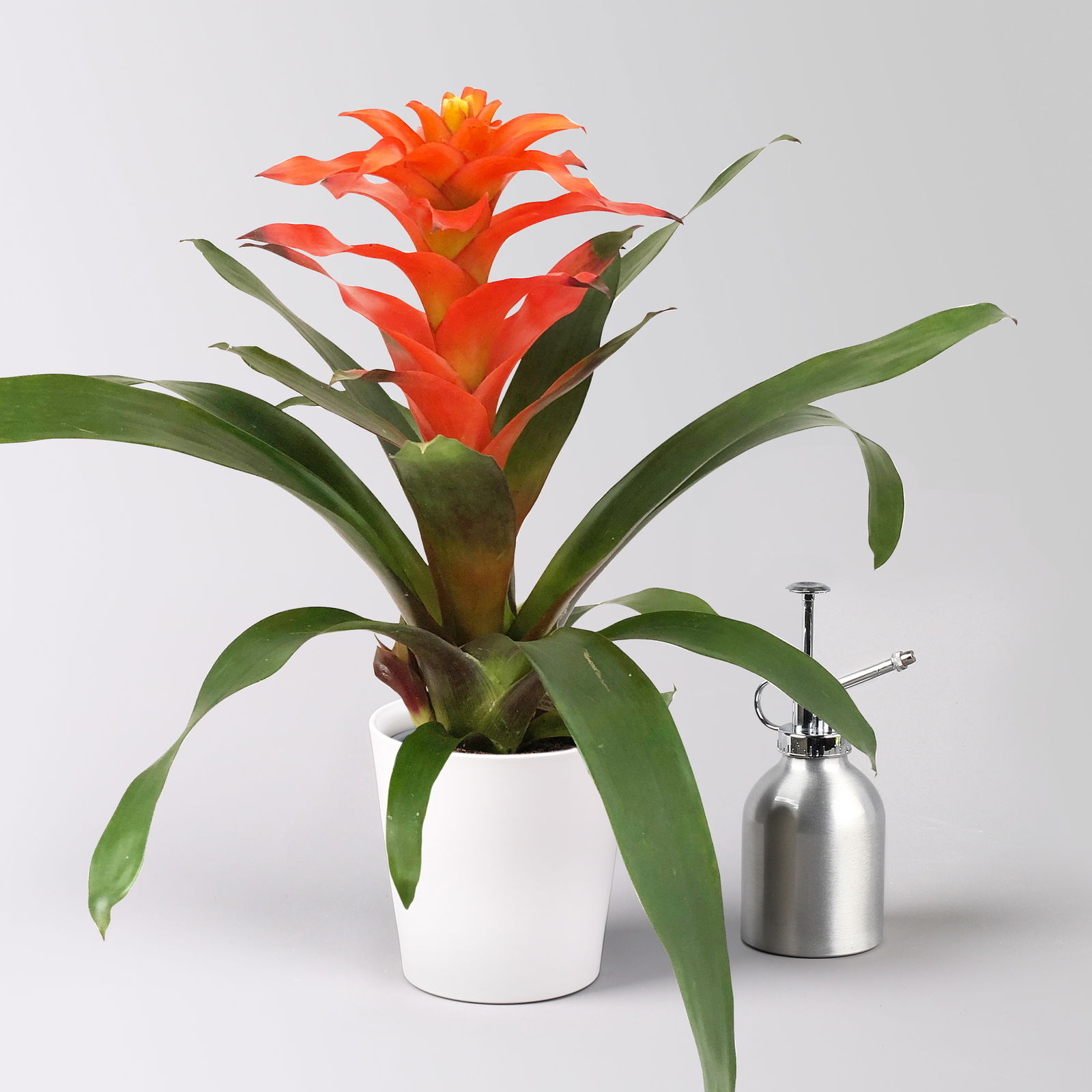 Guzmanie 'Fiero', orange, Topf-Ø 12 cm, im Übertopf Dallas weiß