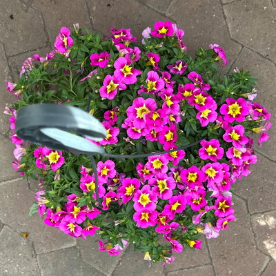 Zauberglöckchen, pink-gelb, Ampeltopf-Ø 27 cm Zauberglöckchen, pink-gelb, Ampeltopf-Ø 27 cm