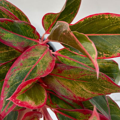 Aglaonema 'Crete', mit Übertopf Dallas weiß, Topf-Ø 12 cm Aglaonema 'Crete', mit Übertopf Dallas weiß, Topf-Ø 12 cm