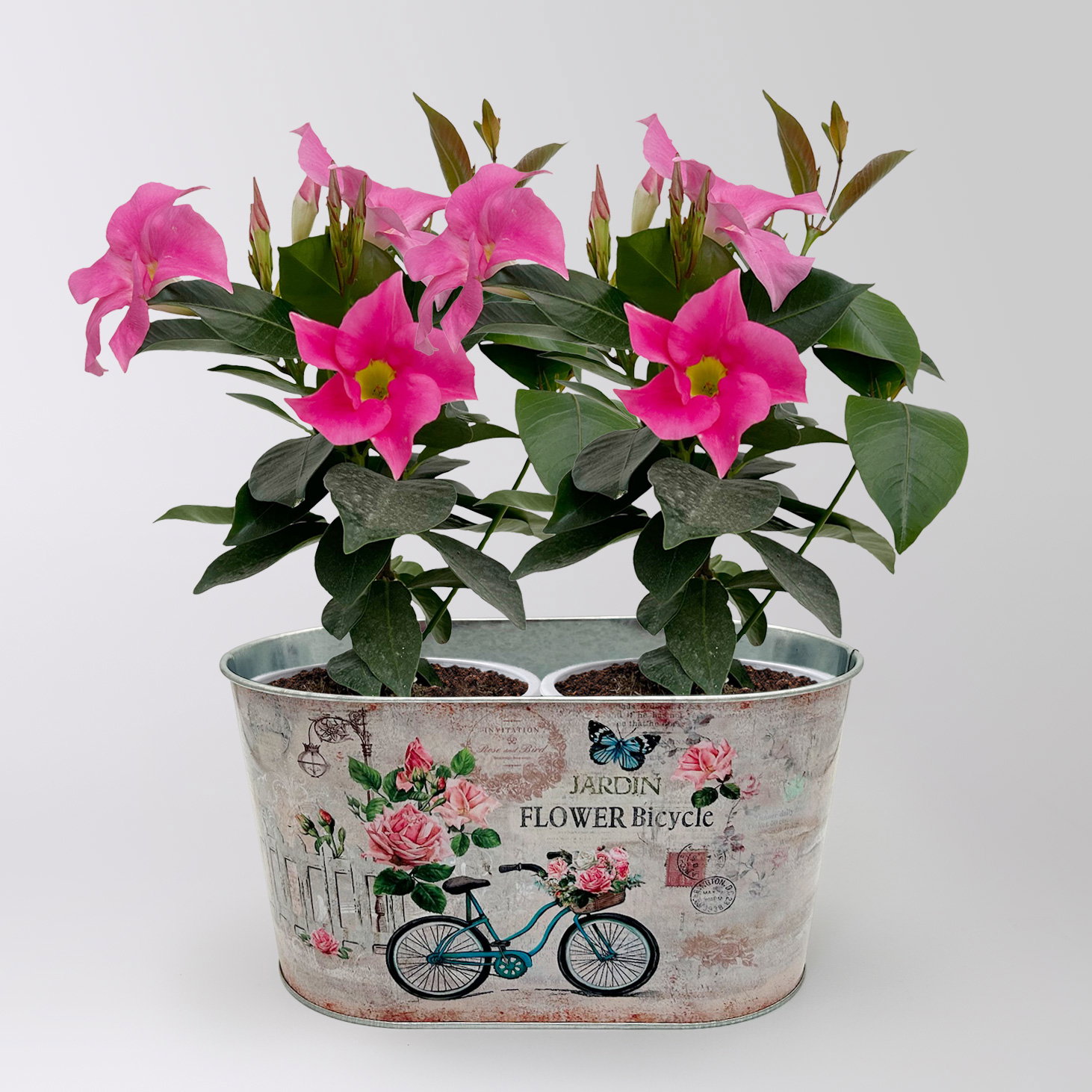 'Danke' - Dipladenien 'Qdeville®' rosa in Zinkschale