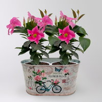 'Danke' - Dipladenien 'Qdeville®' rosa in Zinkschale