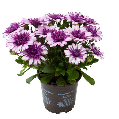 Osteospermum rosa/lila gefüllt, Topf-Ø 12 cm, 6 Stück Osteospermum rosa/lila gefüllt, Topf-Ø 12 cm, 6 Stück