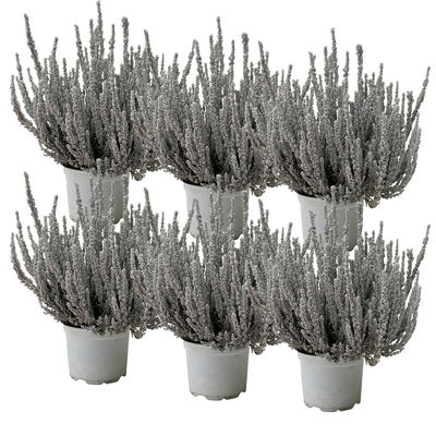 Besenheide SKYLINE®, weiß gefärbt, Topf-Ø 11 cm, 6 Pflanzen