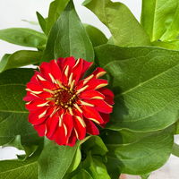 Zinnie, Farbe nach Verfügbarkeit, Topf-Ø 12 cm, 6 Pflanzen