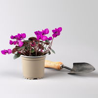 Frühlings-Alpenveilchen, lila, Topf-Ø 11 cm, 3 Pflanzen