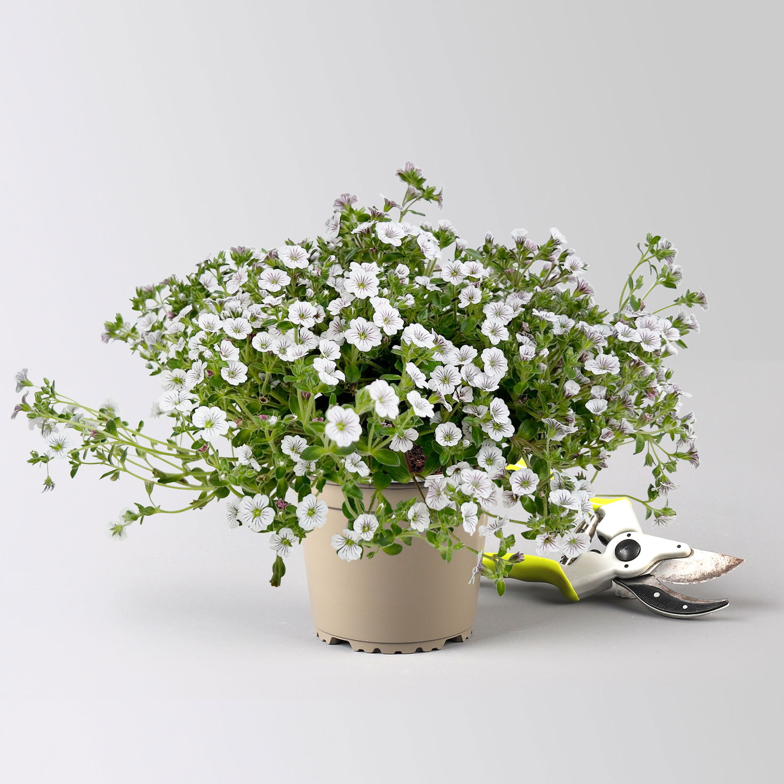 Himalaya-Schleierkraut, weiß, Topf-Ø 13 cm, 3 Pflanzen