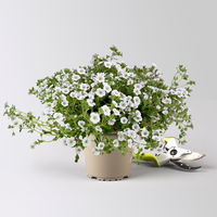 Himalaya-Schleierkraut, weiß, Topf-Ø 13 cm, 3 Pflanzen