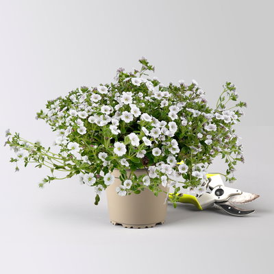 Himalaya-Schleierkraut, weiß, Topf-Ø 13 cm, 3 Pflanzen