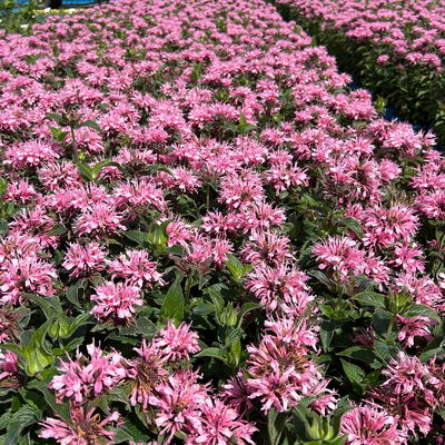 Bio Indianernessel 'Pink Lace' pink, Topf 11x11 cm, 3 Pflanzen Bio Indianernessel 'Pink Lace' pink, Topf 11x11 cm, 3 Pflanzen