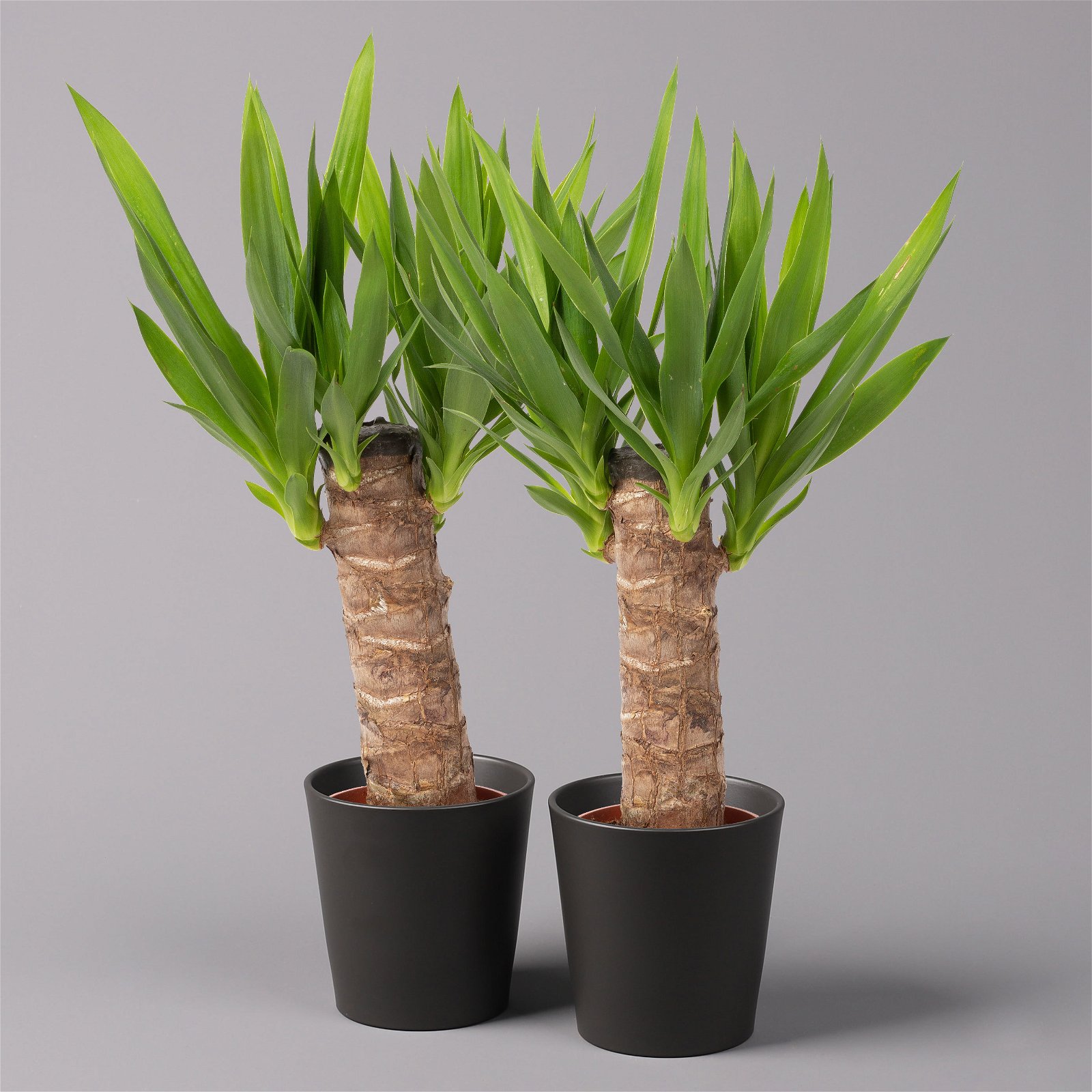 Palmlilie in Keramiktopf Dallas, Topf-Ø 11/12cm, Höhe ca. 40-45cm, 2er-Set