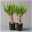 Palmlilie in Keramiktopf Dallas, Topf-Ø 11/12cm, Höhe ca. 40-45cm, 2er-Set