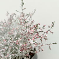 Calocephalus, winterweiß, rot geglittert, Topf-Ø 12 cm, 6 Pflanzen