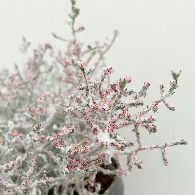 Calocephalus, winterweiß, rot geglittert, Topf-Ø 12 cm, 6 Pflanzen