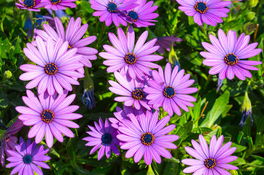 Kapkörbchen Kapkörbchen