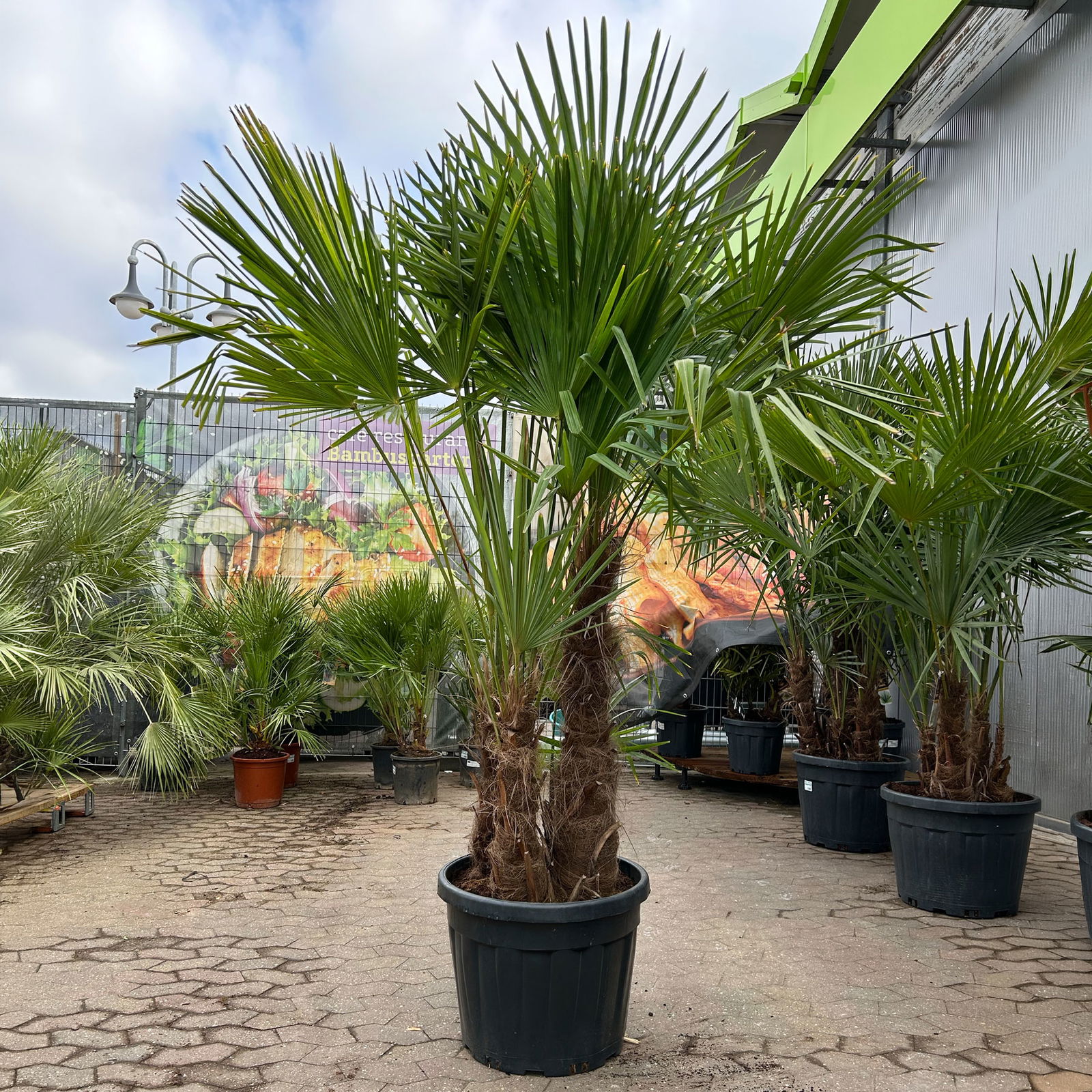 Hanfpalme, Multistamm, Topf 70 Liter, Höhe ca. 160-180 cm Hanfpalme, Multistamm, Topf 70 Liter, Höhe ca. 160-180 cm