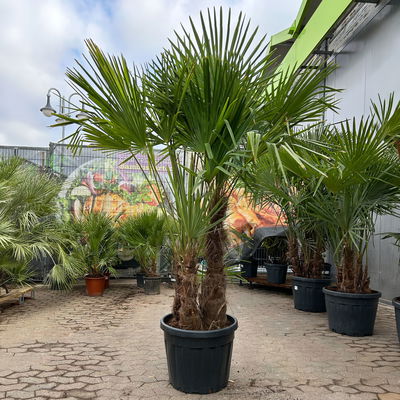 Hanfpalme, Multistamm, Topf 70 Liter, Höhe ca. 160-180 cm Hanfpalme, Multistamm, Topf 70 Liter, Höhe ca. 160-180 cm