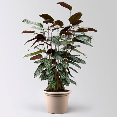 Ctenanthe 'Compactstar', Topf-Ø 21 cm, Höhe ca. 80-100 cm Ctenanthe 'Compactstar', Topf-Ø 21 cm, Höhe ca. 80-100 cm