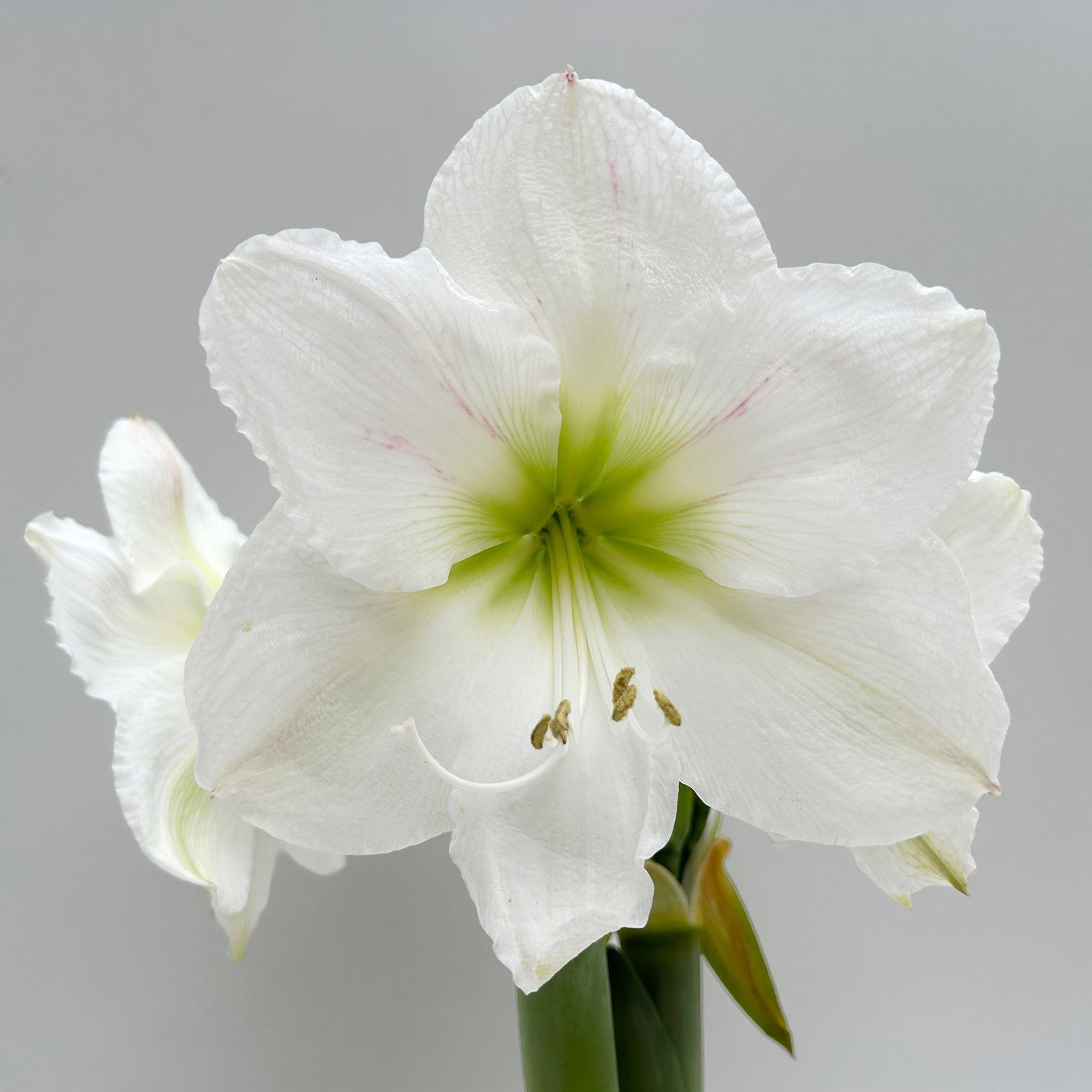 Amaryllis in Wachs XL, Dekor 'Velvet Purple', Blüte weiß Amaryllis in Wachs XL, Dekor 'Velvet Purple', Blüte weiß