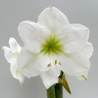 Amaryllis in Wachs XL, Dekor 'Velvet Purple', Blüte weiß Amaryllis in Wachs XL, Dekor 'Velvet Purple', Blüte weiß