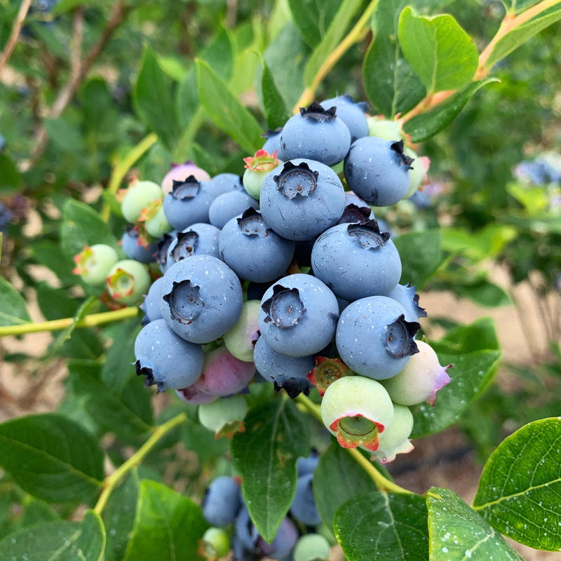 Heidelbeere Vaccinium corymbosum 'Jersey' online kaufen PflanzenKölle