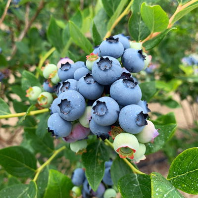 Heidelbeere 'Jersey', Höhe ca. 30-40 cm, Topf 23 cm