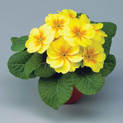 Primel gelb, Topf-Ø 10,5 cm, 8 Pflanzen Primel gelb, Topf-Ø 10,5 cm, 8 Pflanzen