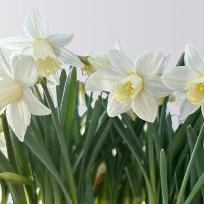 Pflanzenkreation Frühlingsgruß, 9 Pflanzen inkl. Erde & Dünger Pflanzenkreation Frühlingsgruß, 9 Pflanzen inkl. Erde & Dünger