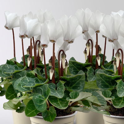 Alpenveilchen Mini, weiß, Topf-Ø 6 cm, 10 Pflanzen Alpenveilchen Mini, weiß, Topf-Ø 6 cm, 10 Pflanzen