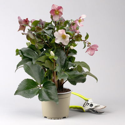 Schneerose Ice N' Rose® 'Early Rose', rosa, Topf-Ø 15 cm Schneerose Ice N' Rose® 'Early Rose', rosa, Topf-Ø 15 cm