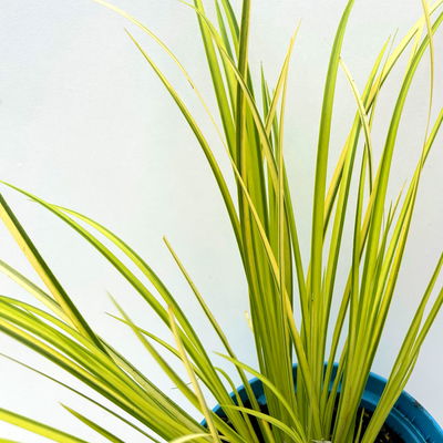 Kalmus 'Ogon' grün-gelb, Topf-Ø 12 cm, 3 Pflanzen Kalmus 'Ogon' grün-gelb, Topf-Ø 12 cm, 3 Pflanzen