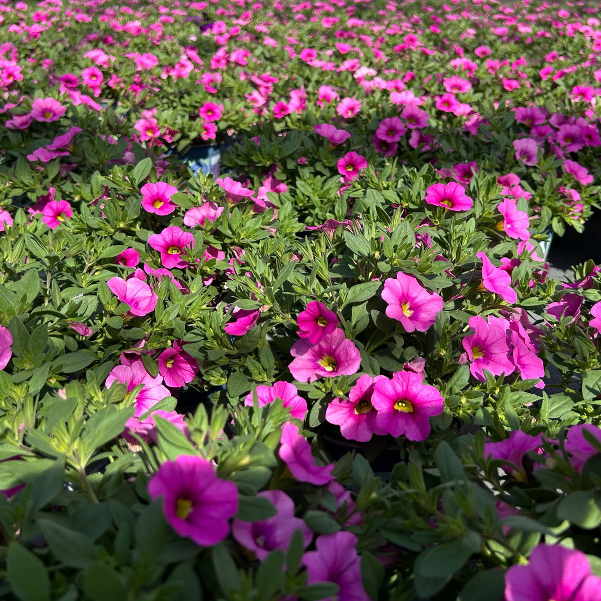 Zauberglöckchen 'Pink'' pink, Topf-Ø 13 cm, 6 Pflanzen