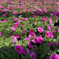 Zauberglöckchen 'Pink'' pink, Topf-Ø 13 cm, 6 Pflanzen